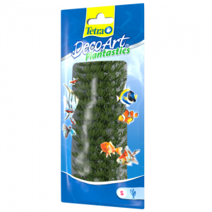 צמח דקורטיבי אגמית (Ambulia)