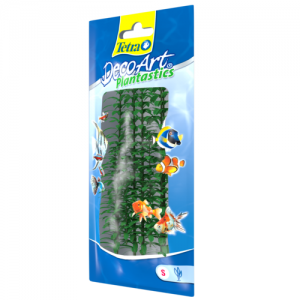 צמח דקורטיבי אנכריס (Anacharis)