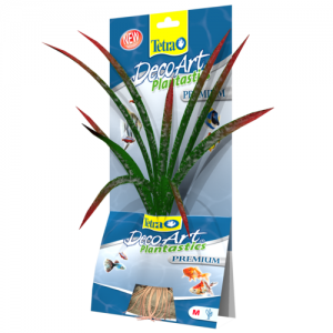 צמח דקורטיבי אש הדרקון (Dragonflame) באורך של 15 ס"מ עד 35 ס"מ