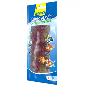 צמח דקורטיבי פוקסטייל אדום (Red Foxtail)