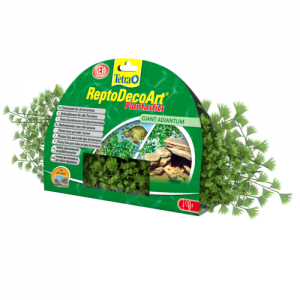 צמח דקורטיבי שערות שולמית (Adiantum) לכל סוגי הטרריומים