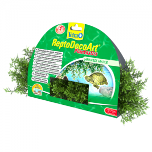 צמח צף דקורטיבי אדר יפני (Japanese Maple) לכל סוגי הטרריומים המימיים